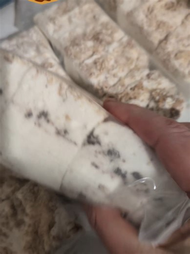 The Toasty Smore creates the best s'mores in the world! come see live orders packed! Monday through Friday 7:00 to 10:00 p.m. Eastern standard Time or anytime on the Googlees #smores #gourmetmarshmallows #candy #orderpacking