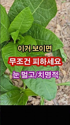 독초 중 독초 [자리공] 생긴 건 순하게 생겼어요.