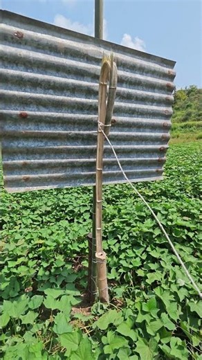 Homemade Spring-Powered Bird Repeller for Sustainable Agriculture