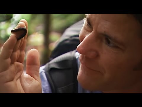 Close Encounter with a Killer Centipede | Deadly 60 | BBC Earth