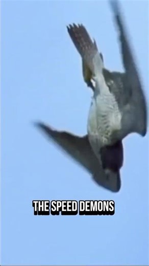 The Sky’s Most Dangerous Speed Demon 🦅