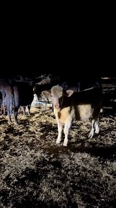 89K views · 3.8K reactions | We had a neighbor cow visit last night.  She is a super cute heifer that seems to have just walked through the fence. She is safe at home now. #farmlife #farmanimals #ranch #cattle #cow | Hot Mess Ranch | Facebook