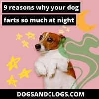 9 Reasons Why Your Dog Farts So Much At Night