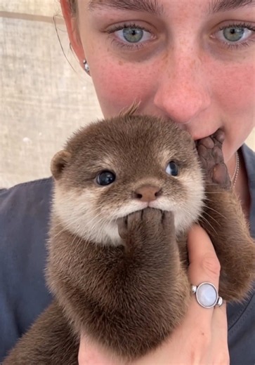 Cute Little Otter Baby Video: Adorable Otter Clips