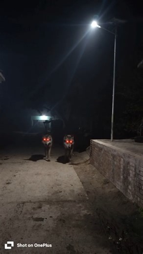 Wolf in Village #wolfsounds #relaxinwolf #animals #wolf #wolfsong #forest #shorts part 9