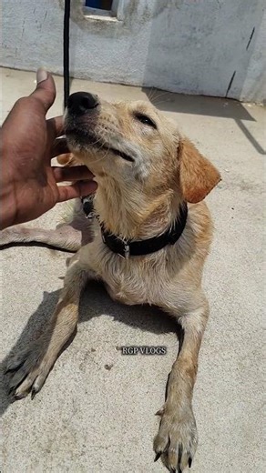 Neem treatment for Dog | Get rid of itching and fleas easy way #dog #goldenretriever #neem #turmeric