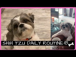 SHIH TZU DAILY ROUTINE - LIFE WITH A SHIH TZU!!!