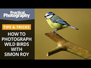 Photograph Wild Birds With Simon Roy