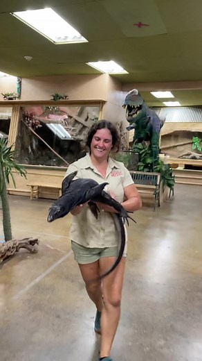 Gilly the black dragon thinks he can fly look at his arms 😂 it’s totally Sunday funday 🐲#flying #dragon #monitor #lizard #reptiles