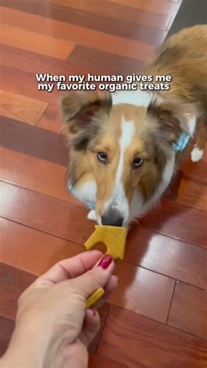 🦴 One sniff of these Harley Bee treats and I suddenly remember every trick I’ve ever “forgotten.” | Harleybeeboutique