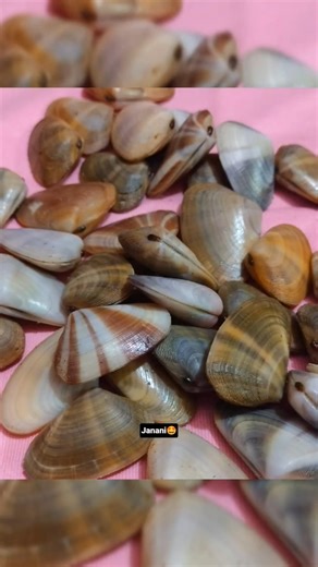 Sippi 🐚