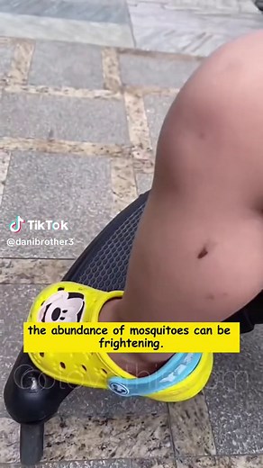 Pyrethrum Daisy Seeds: Natural Insect Killer for Your Garden