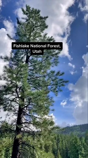 Discover Fishlake National Forest: Nature's Gem in Utah
