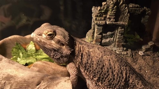 Toute l’équipe du Refuge de la faune de l'Estrie vous souhaite une merveilleuse année remplie de bonheur et de bienveillance. Un immense merci à nos bénévoles pour leur dévouement incroyable et à nos donateurs pour leur précieuse générosité. Grâce à vous, nous pouvons continuer à aider et protéger la faune de l’Estrie 💚 #animals #rescue #wildlife #estrie | Refuge de la faune de l'Estrie