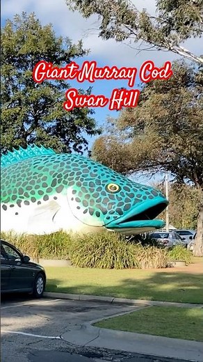 🐟 Giant Murray Cod at Swan Hill #swanhill #giantmurraycod #bigthings #victoria