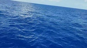 THE RELENTLESS NATURE.......OF A SHARK | FishMonster Key West
