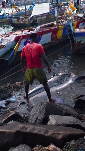 SHARKS are Caught Everywhere Today