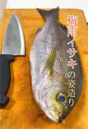 「イサキ」の姿造り#魚 #刺身 #刺身 #イサキ #時短レシピ