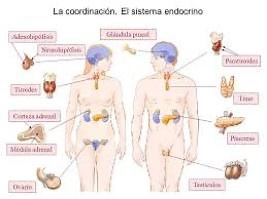 Sistema neuroendocrino