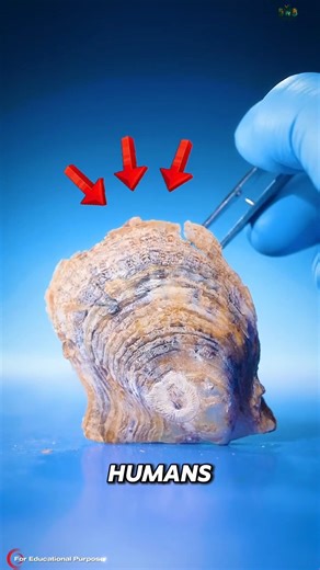 How $100 Million Pearls Are Grown. #documentary#usashorts#fyp