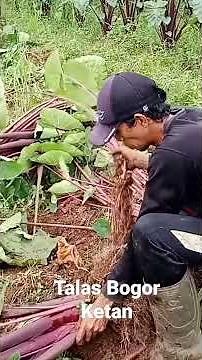 Ayo Tanam Talas Bogor: 08881723975