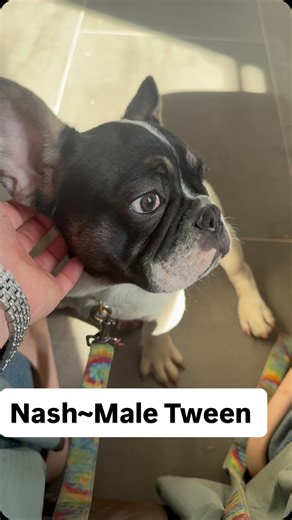 Meet Nash he is our black pied with tan points tween male. He’s quite a little cutie pie and a very fun, loving, but gentle little guy. Make sure to find him on the available pups page and reach out with any questions you have about him. #thefrenchbulldogofcolorado #frenchbulldog #tfbco #frenchie | The French Bulldog of Colorado