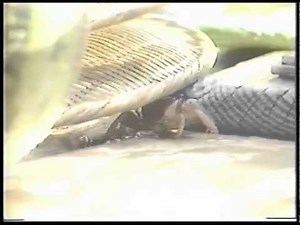 懐かしCM マイコのエクスプレス JR東海