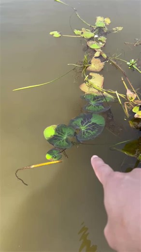 Amazing fishing betta fish #bettafish #beautiful #fishing