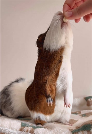 Fluffy Eaters: Adorable Guinea Pigs in Action