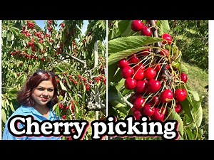 CHEGWORTH VALLEY - WYNGARTH FARM - PICK YOUR OWN CHERRY 🍒