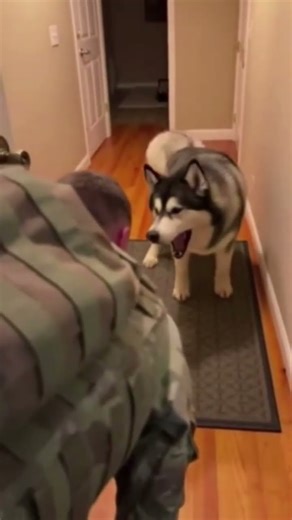 Soldier Homecoming Surprise: Ultimate Dog Reunion