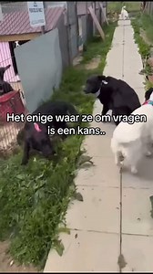 Straydogs Rescue Nederland on Reels