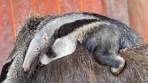 Vídeo. Cria de papa-formigas gigante apresentada no zoo de Frankfurt