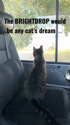 The Brightdrop = a cat’s dream!