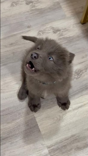~ BABY WOLF HOWLING ~