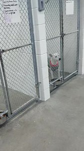 6.8K views · 207 reactions | Whats better than cuddling up and watching netflix on a cold rainy day? Cuddling up with your 4 legged best friend! We have the extra squishy kind, the eat all your snacks kind, the falls asleep before the movie starts kind, and the take up the entire couch kind! Adoption fees are still free right now so come in and get to know some of our wonderful dogs (and cats we have them too!). | Mitchell County Animal Rescue, Inc-North Carolina | Facebook