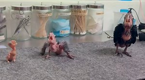 Baby Cockatoos Or Baby Dinosaurs? See Why This Zoo Video Has Gone Viral