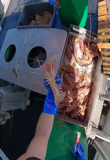 Good Crays 🦞 #crayfish #crayfishing #westernaustralia #lobster #boat | Crayfish