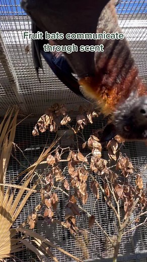 Fruit Bats: Mating Flight ASMR Exploration