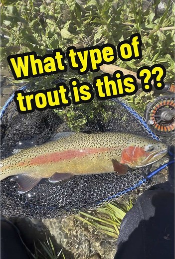 Identifying Different Types of Trout