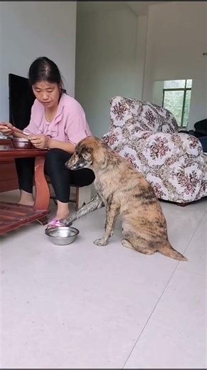 Do you like rural farm dogs? They are smart, easy to raise, loyal, and good guards!