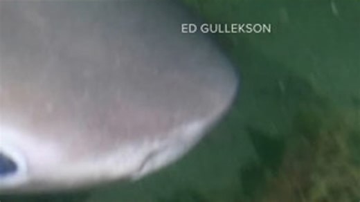 Washington could soon have an official state shark