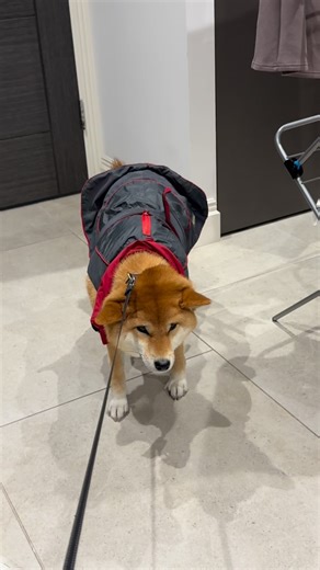 Olly Murs | This video 🤣🤣 my daily January battle ☔️ #mursdaythursday | Instagram