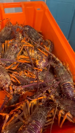 LIVE CRAYFISH JUST ARRIVED! FRESH SHELLED MUSSELS!! MUSSELS IN THE SHELL BY THE KG!! WHOLE SACKS AVAILBLE!! FRESH YELLOW-BELLY ALSO JUST ARRIVED!! | Baypackers Direct Fish Shop