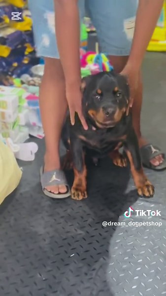 Dream_dog (@dream_dogpetshop)’s videos with original sound - ♪ Iɾσ Mυʂιƈ ♪