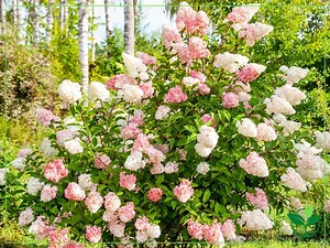 How to Care for Hydrangea Tree? - Plant Index