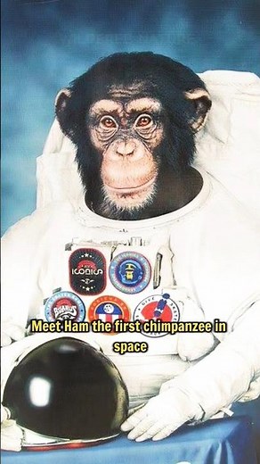 Discover Ham: NASA's Spacefaring Chimp!