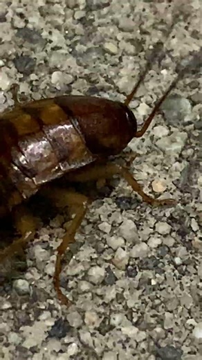 Entomology | German Cockroach | Blattella germanica