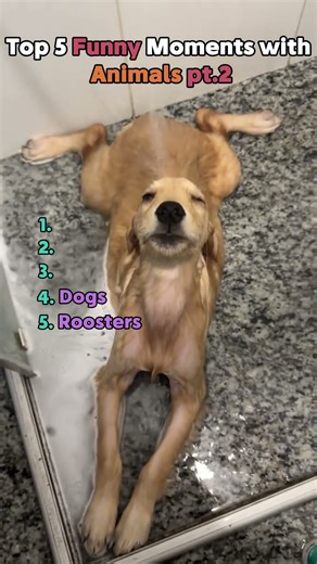 Top 5 Funny Moments with Animals pt.2😂🐾 #funnymoments #animals #top5