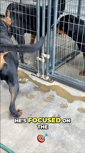 Natural Dog Breeding_ Stud Dog Instincts and Ovulation Focus